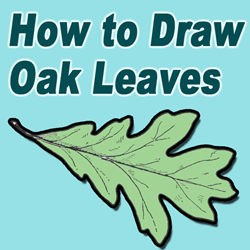 How to Draw Oak Leaves with Step by Step Drawing Lessons