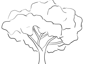 How to Draw a Tree Lesson