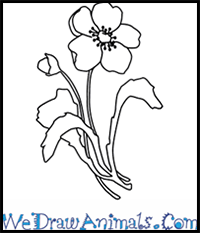 How to Draw a Poppy Flower in 5 Easy Steps