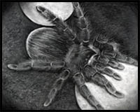 How to Draw a Spider, Real Spider