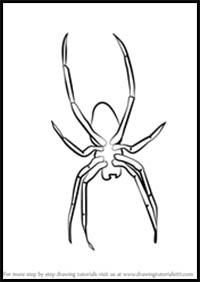 How to Draw Garden Spider for Kids
