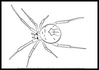How to Draw a Redback Spider