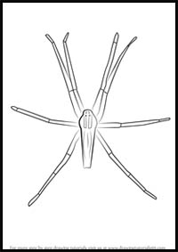 How to Draw a Nursery-Web Spider