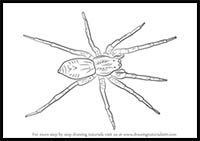 How to Draw a Wolf Spider