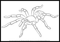 How to Draw a Tarantula