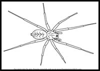 How to Draw a House Spider