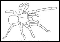 How to Draw a Goliath Birdeater Spider