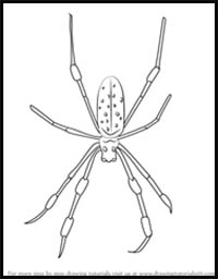 How to Draw a Golden Silk Orb-Weavers