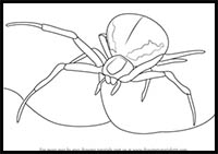 How to Draw a Crab Spider