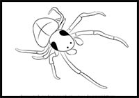 How to Draw a Bolas Spider