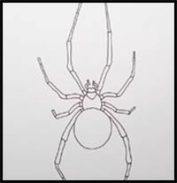 How to Draw a Spider Step by Step