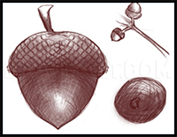 How to Draw an Acorn, Oak Nut