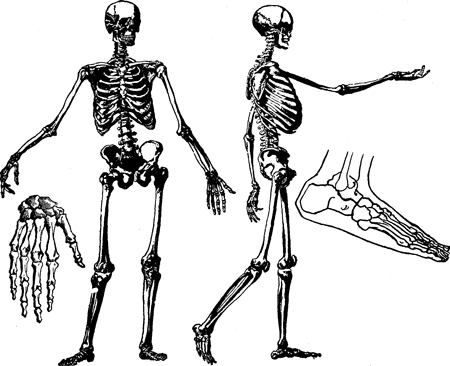 left arm skeleton drawing