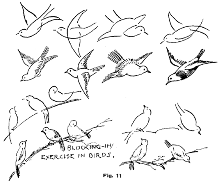 drawing birds in flight
