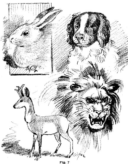 drawing animals