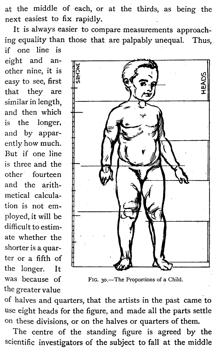 The proportions of the human child