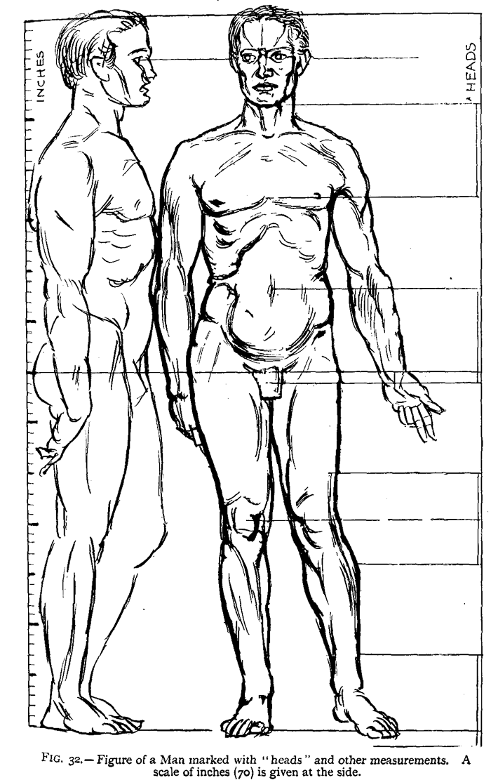 proportions of the male body