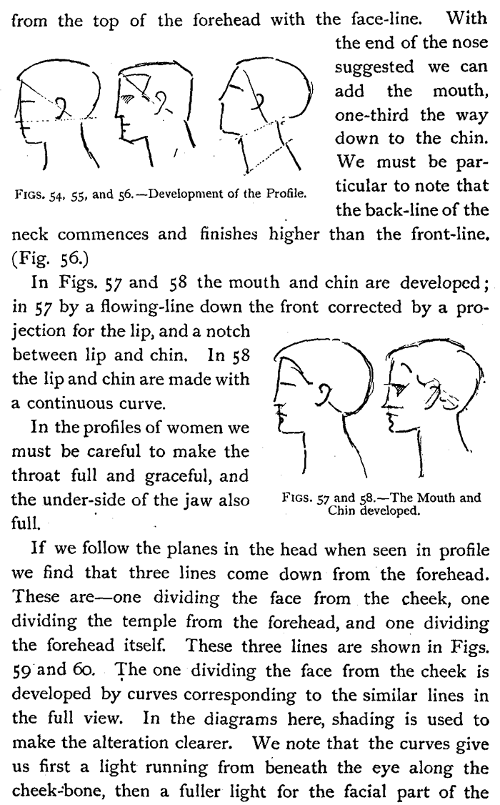 drawing development of the head in profile