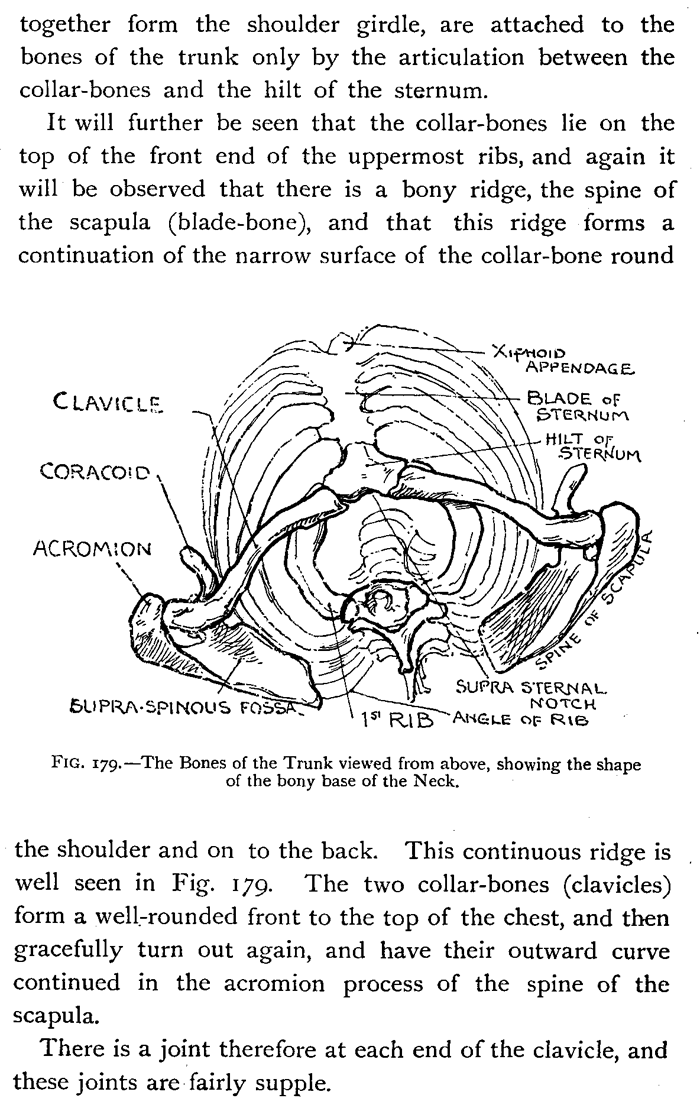 rib cage and neck bone