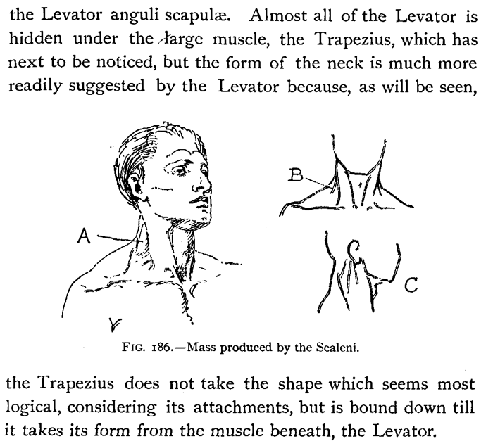 Drawing Head and Neck