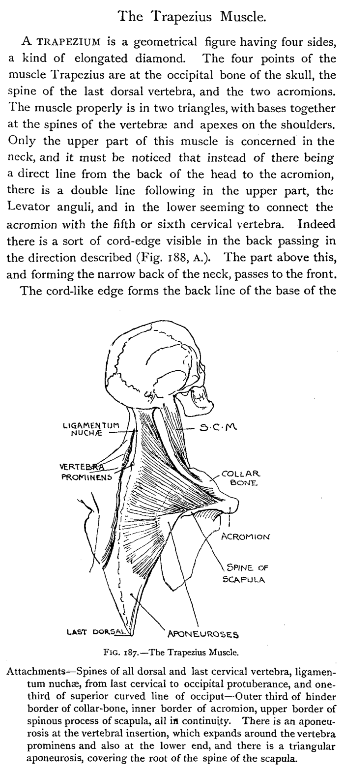 Drawing Head and Neck