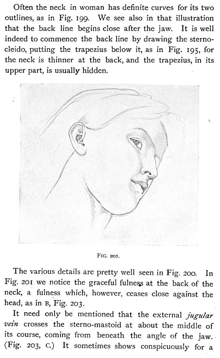 Drawing Head and Neck