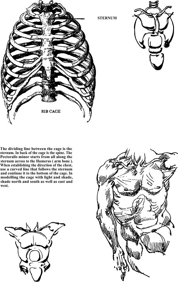 draw ribs connected to sternum | Drawings, Draw, Skeleton