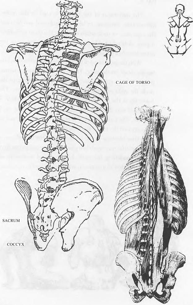 Human Vertebral Column Spinal Anatomy Human Body PNG Clipart Black And  White Body Jewelry Bone Drawing