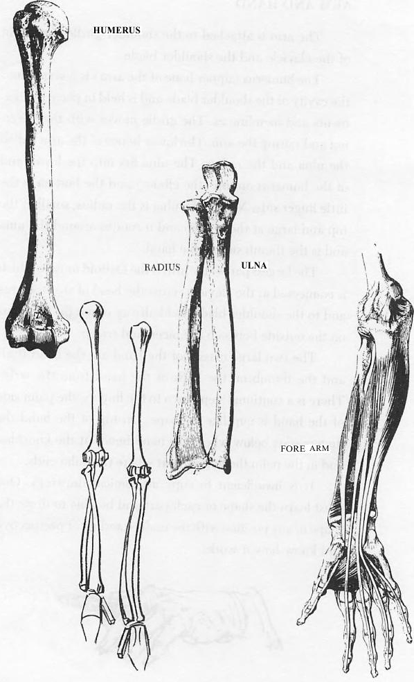 Anatomy of the human hands and arms