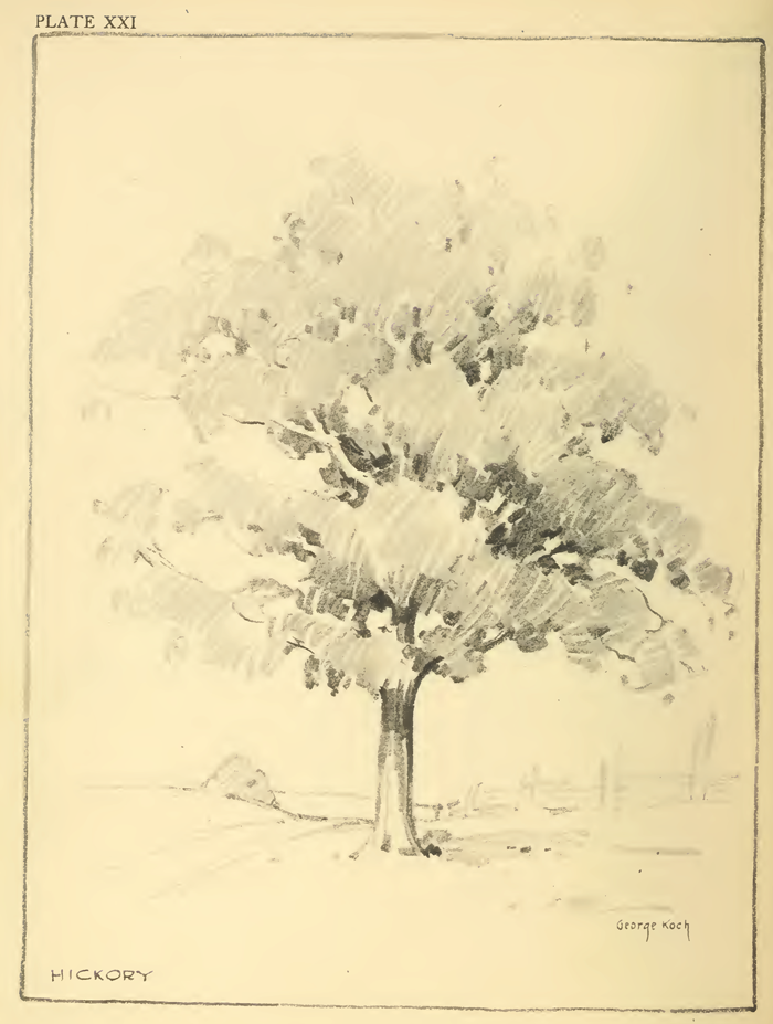 Drawing Foliage, Shrubs, and Trees : How to Draw Foliage and Trees with