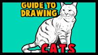 Guide to Drawing Cats and Kittens