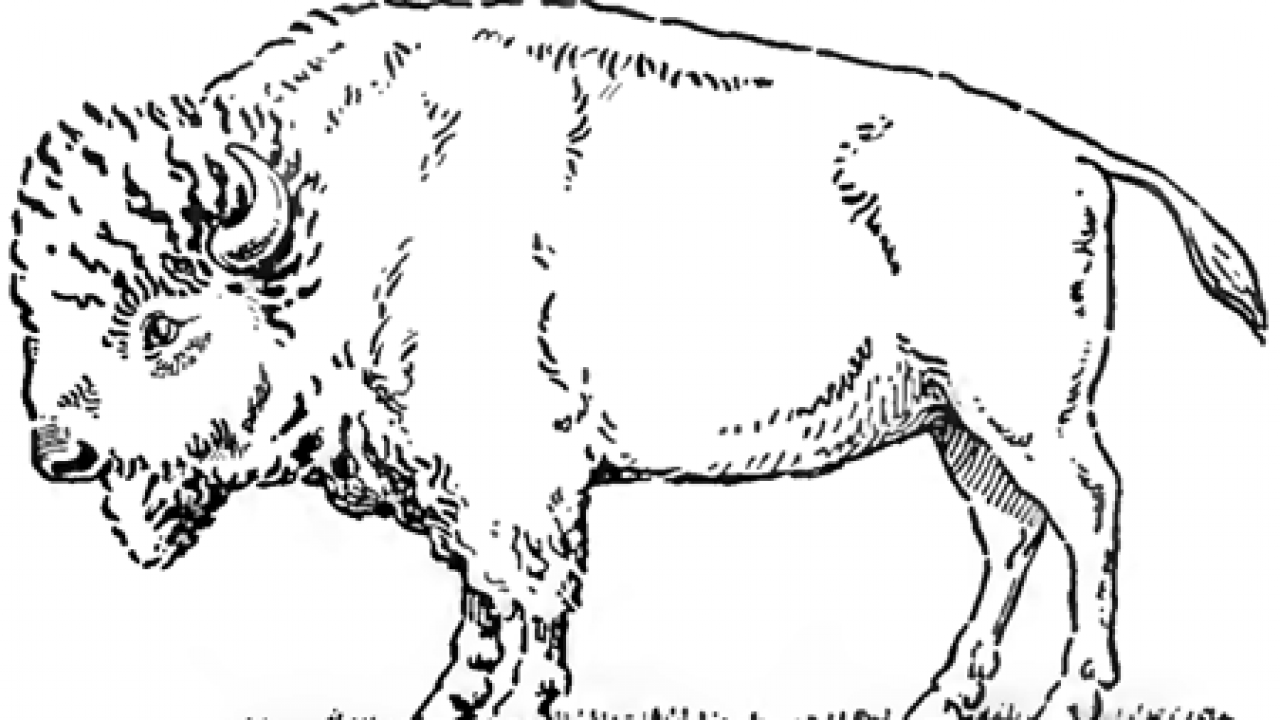 Drawing - Draw Buffalo & Bison with Step by Step Instructions - How to Draw Step by Step Drawing Tutorials