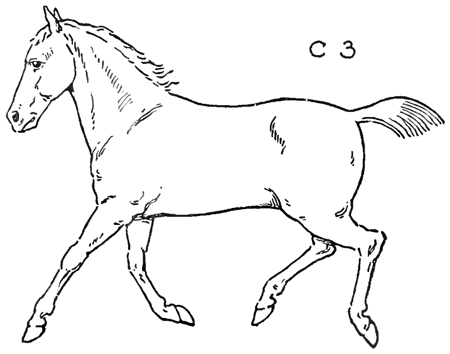 Horse Sketch Digital Art for Sale - Pixels Merch