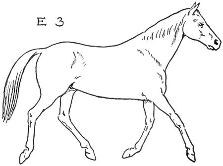 How to Draw a Horse Running