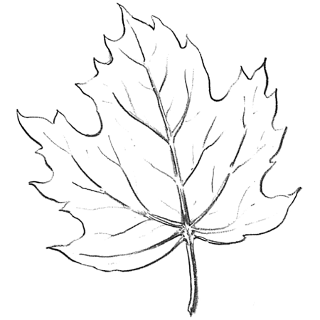 How to Draw Maple Leaves - Easy Leaf step by step drawing lesson ...