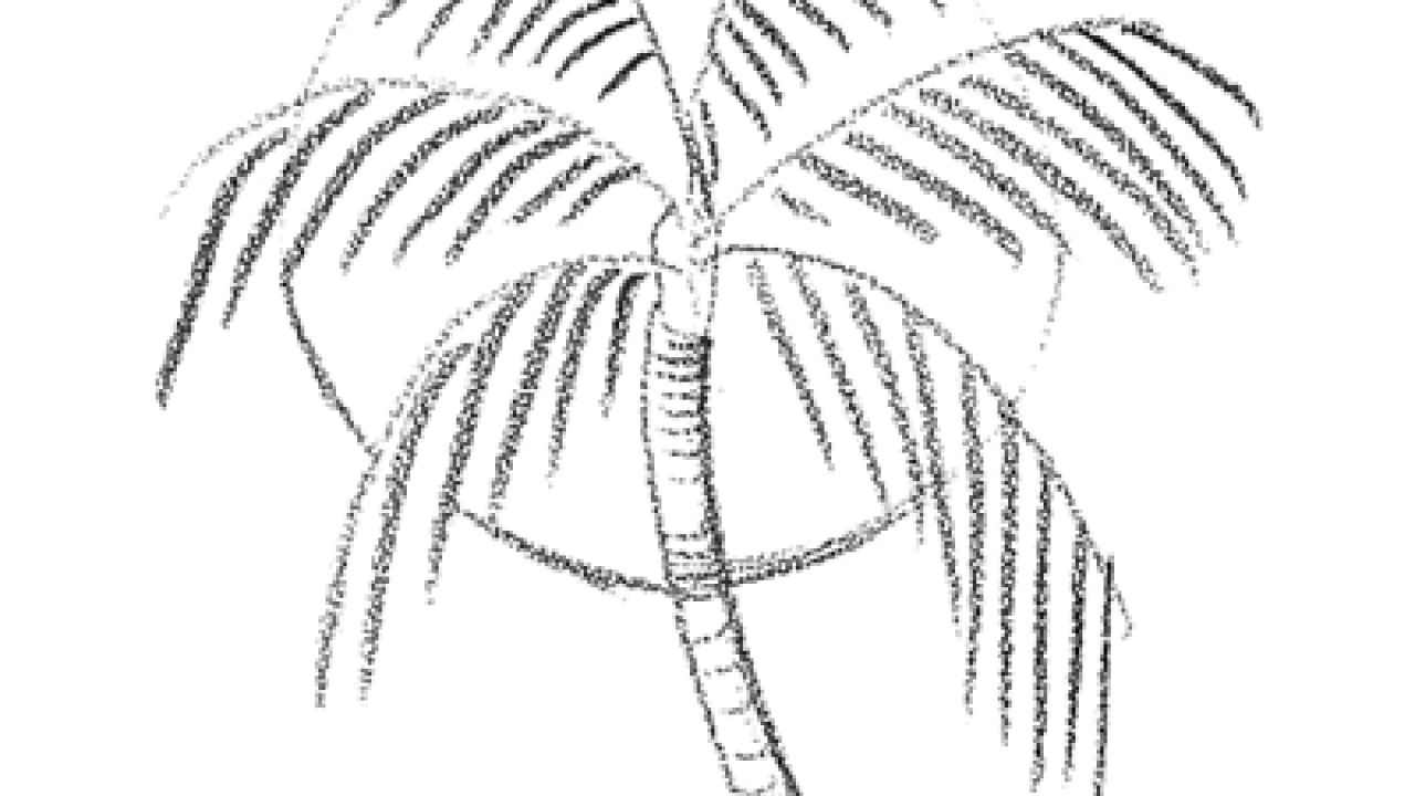 How to draw palm tree step by step for Beginners - YouTube