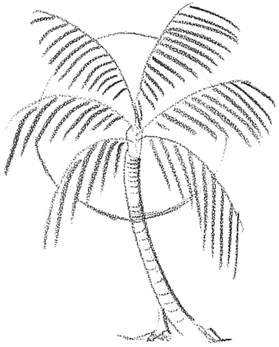 Drawing Palm Trees Stock Illustrations – 10,942 Drawing Palm Trees Stock  Illustrations, Vectors & Clipart - Dreamstime