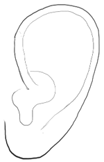 Step 4 : Drawing Ears Step by Step Tutorial