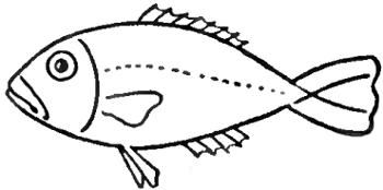 How to Draw Fish in Easy to Follow Steps Drawing Lesson