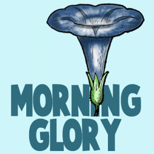 How to Draw Morning Glory Flower Step by Step Drawing Tutorial
