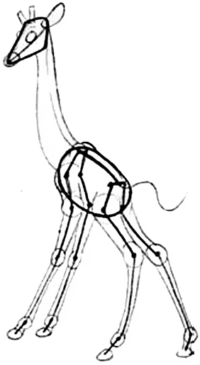 Step 3 : Drawing Giraffes Cartooning Lessons