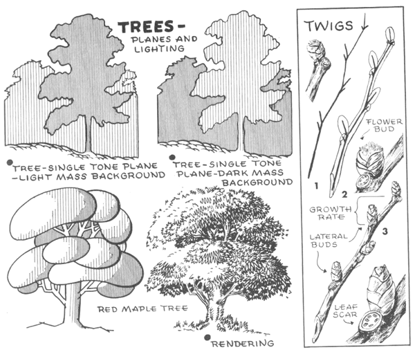 drawing trees planes in lighting and shading
