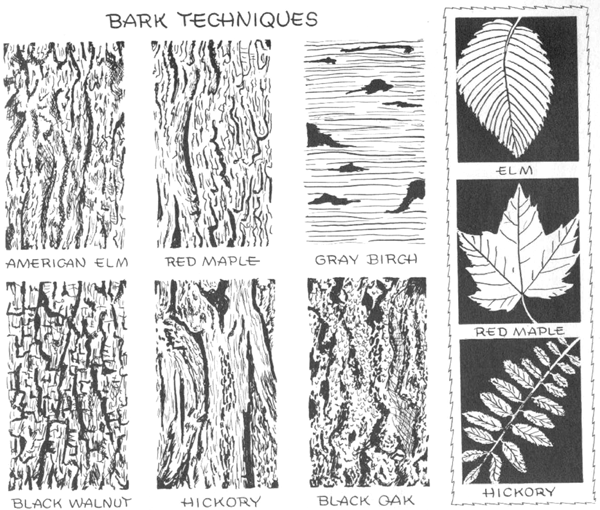 Drawing Bark Techniques