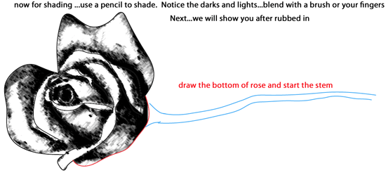 Step 7 : Drawing Long Stem Roses Easy Steps Lesson