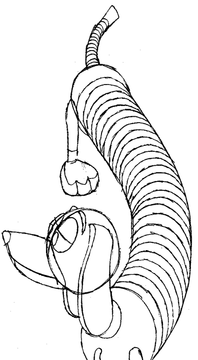 Step 12 : Drawing Slinky Dog from Toy Story Easy Steps Lesson