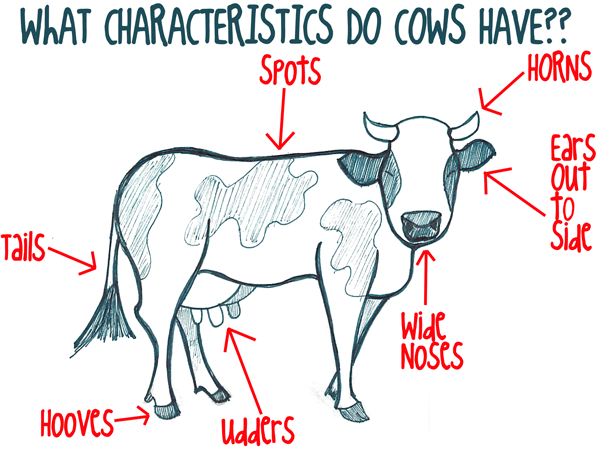 Characteristics That Cows Have