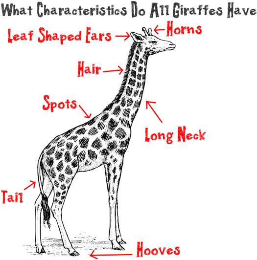 Lets Think About What Characteristics Real Giraffes All Have
