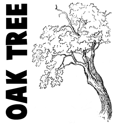 old oak trees drawings