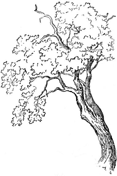 white oak tree drawing