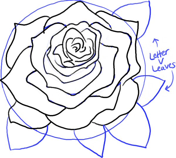step14-rose-open-rose-blossoming
